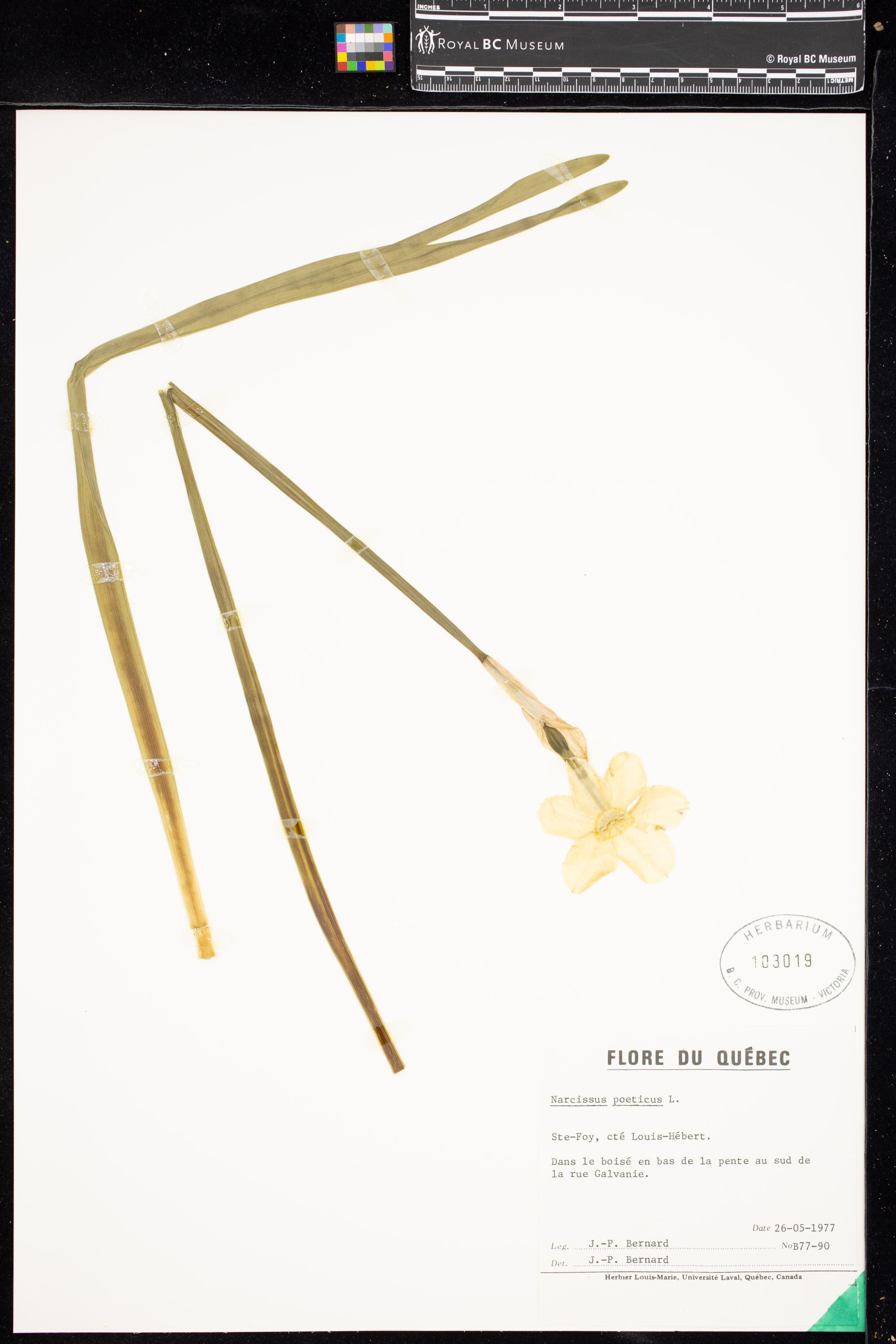 Image representing Narcissus poeticus.