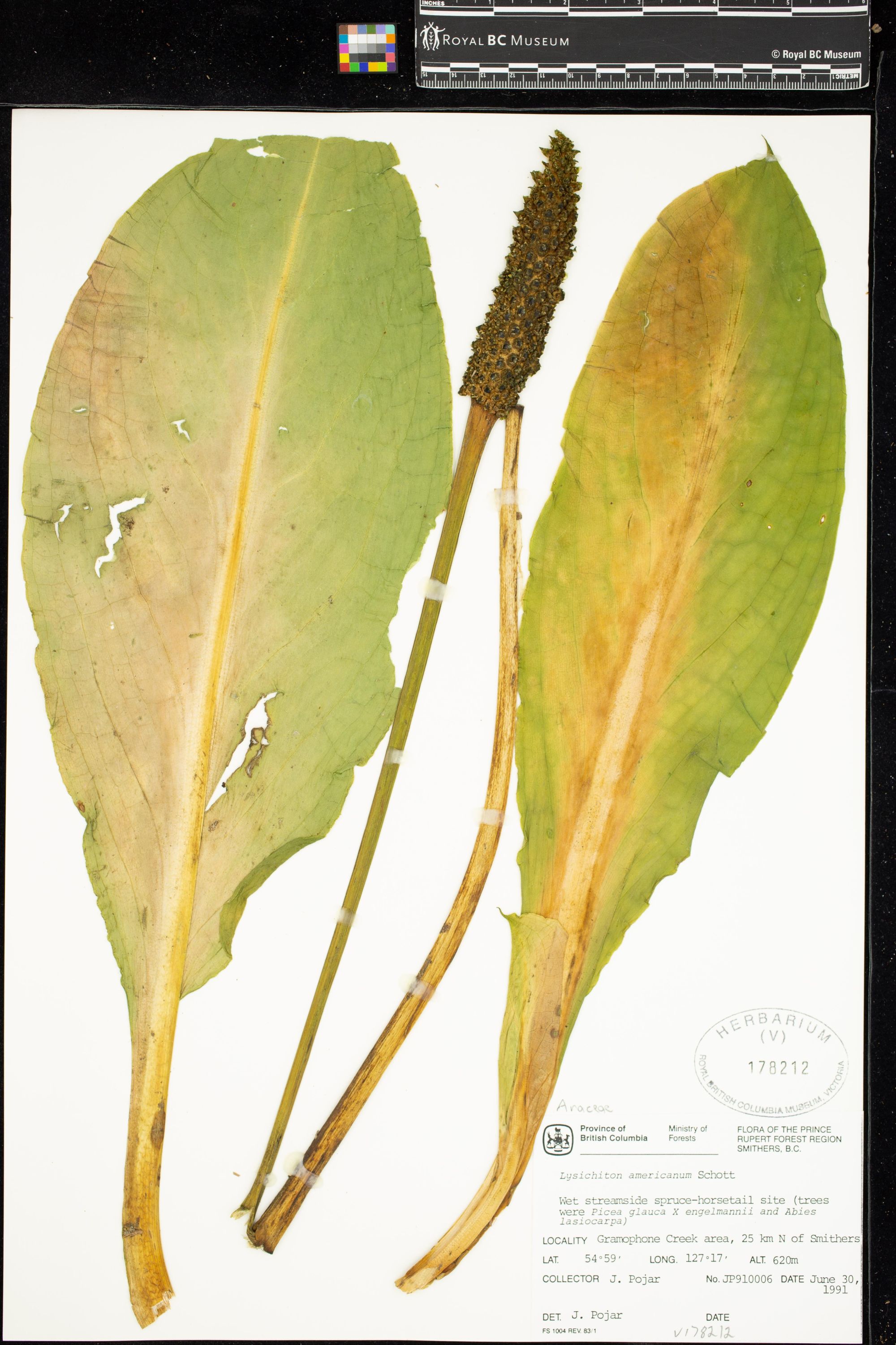 Image representing Lysichiton americanum.