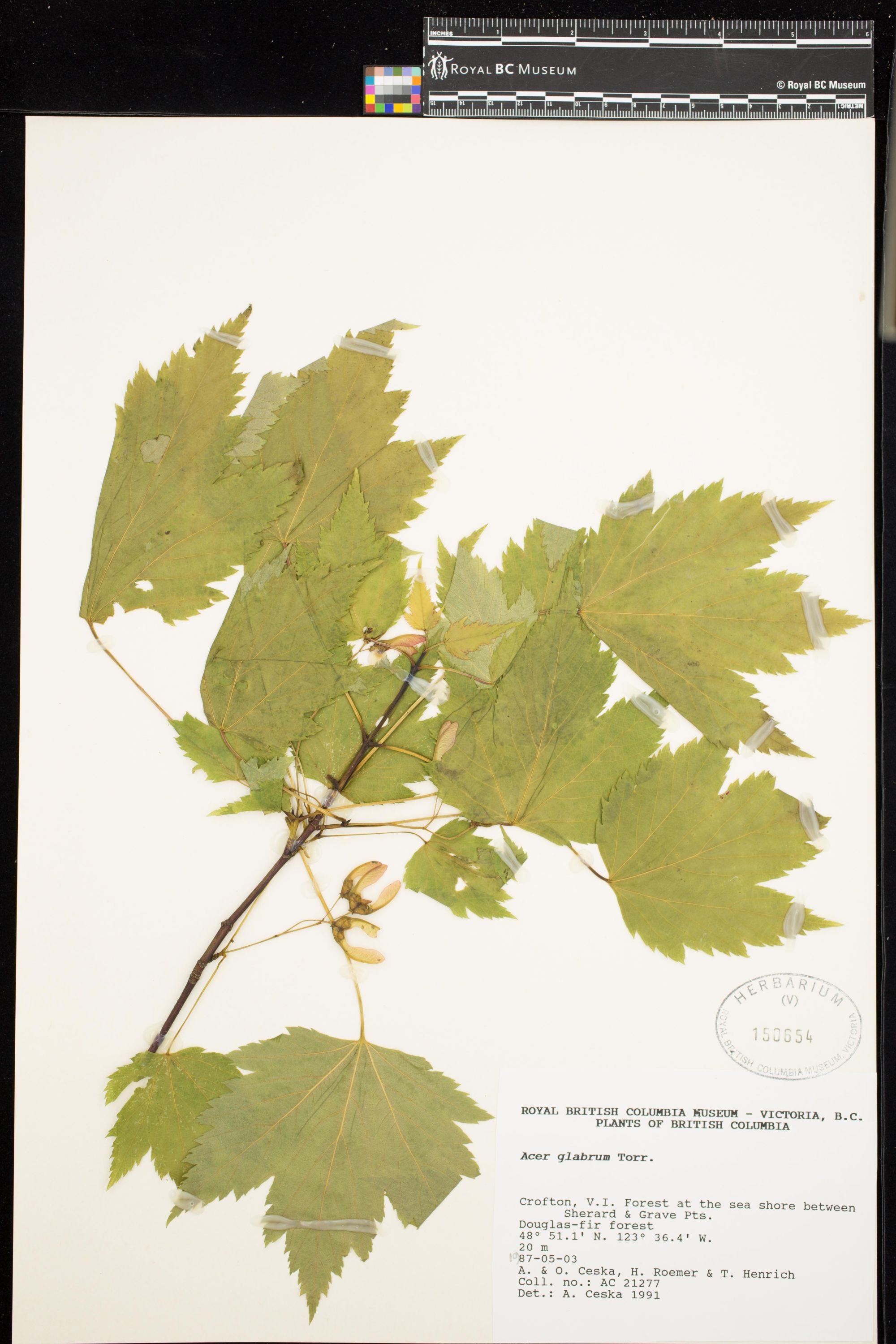 Image representing Acer glabrum.
