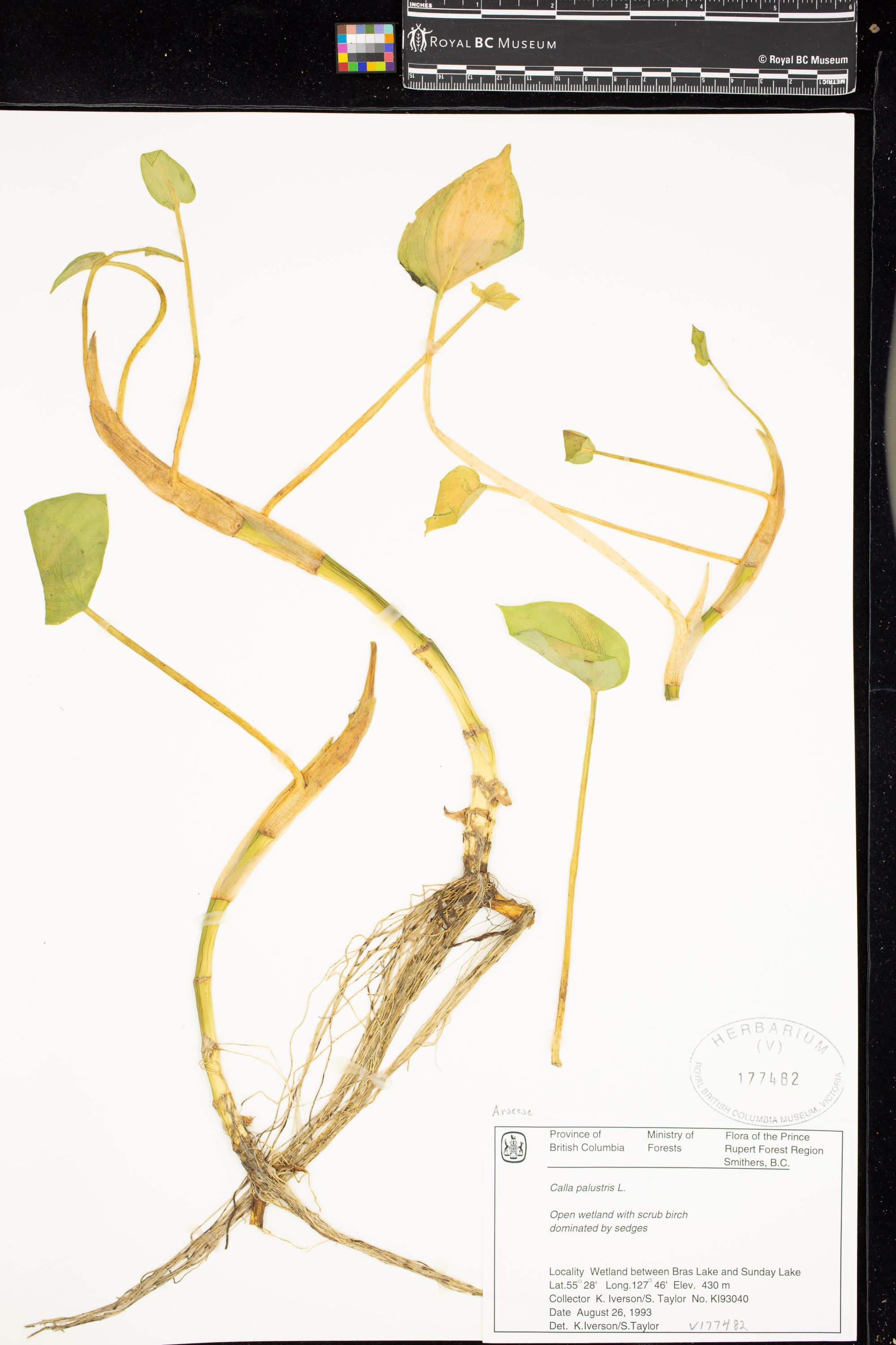 Image representing Calla palustris.