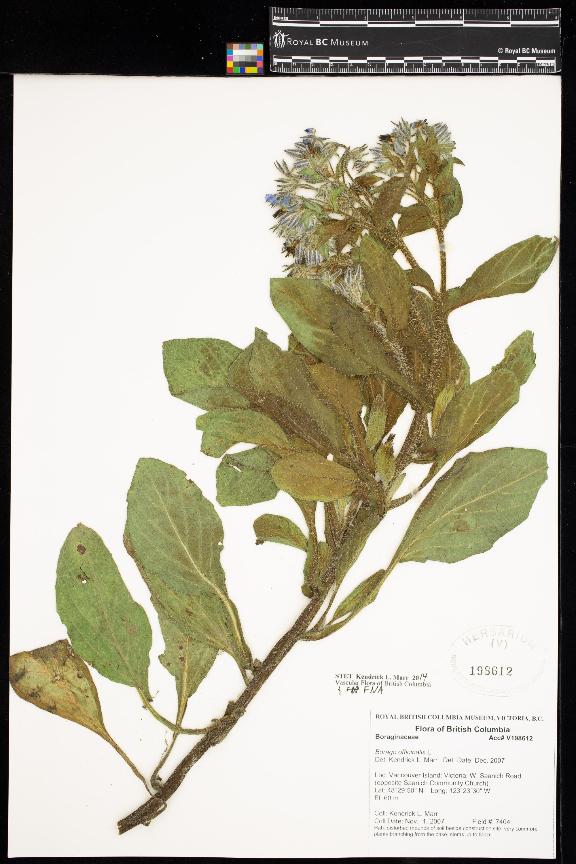 Image representing Borago officinalis.