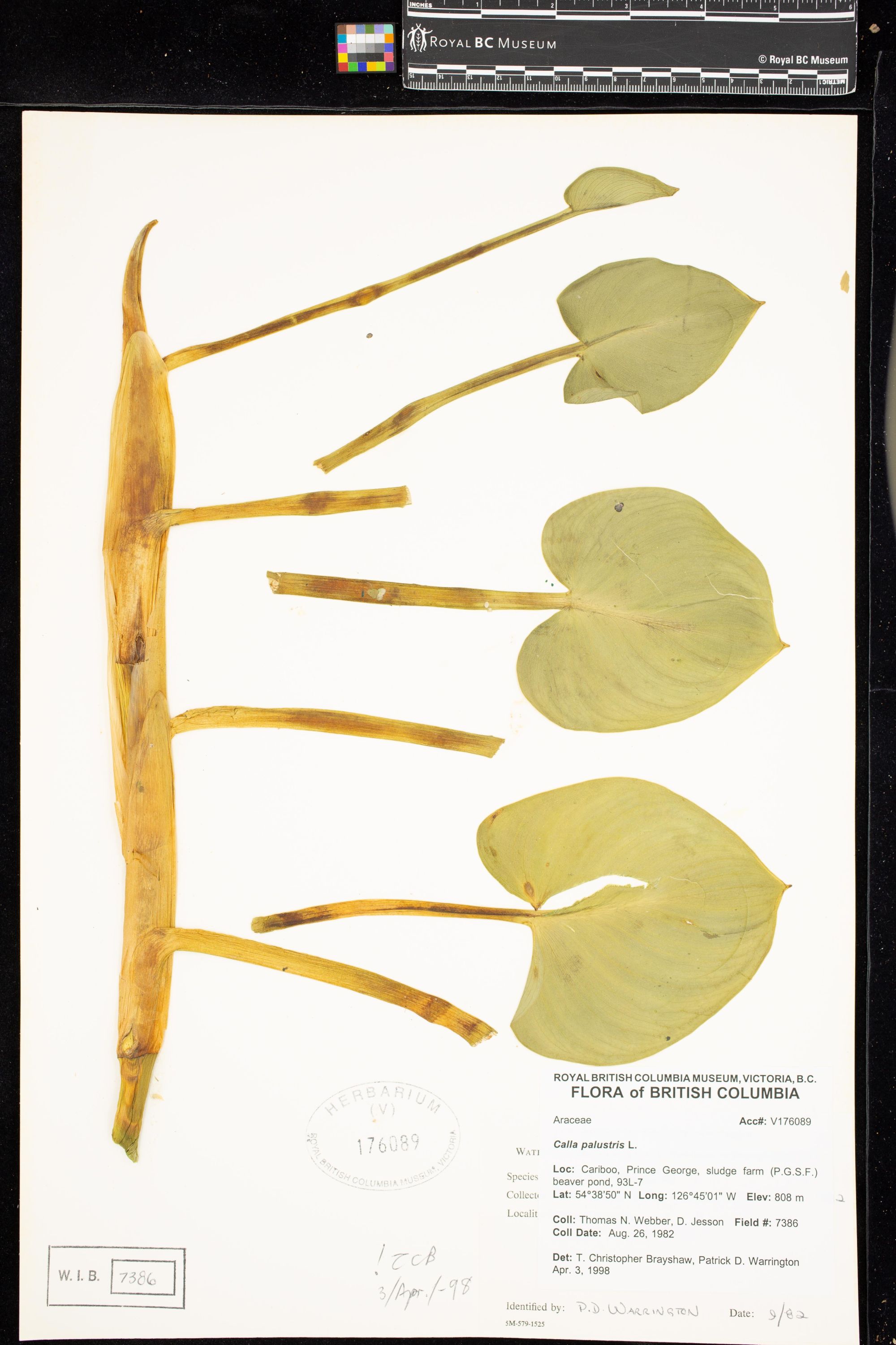 Image représentant Calla palustris