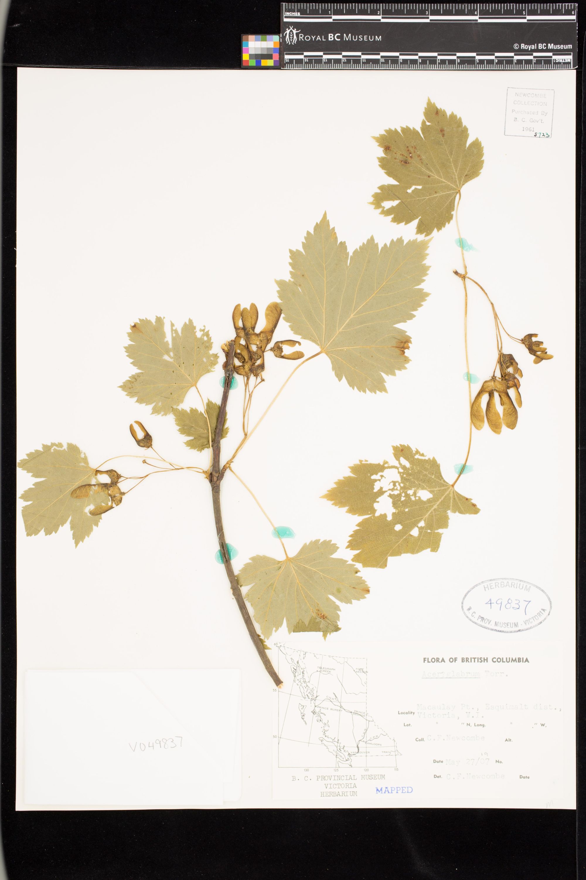 Image representing Acer glabrum.