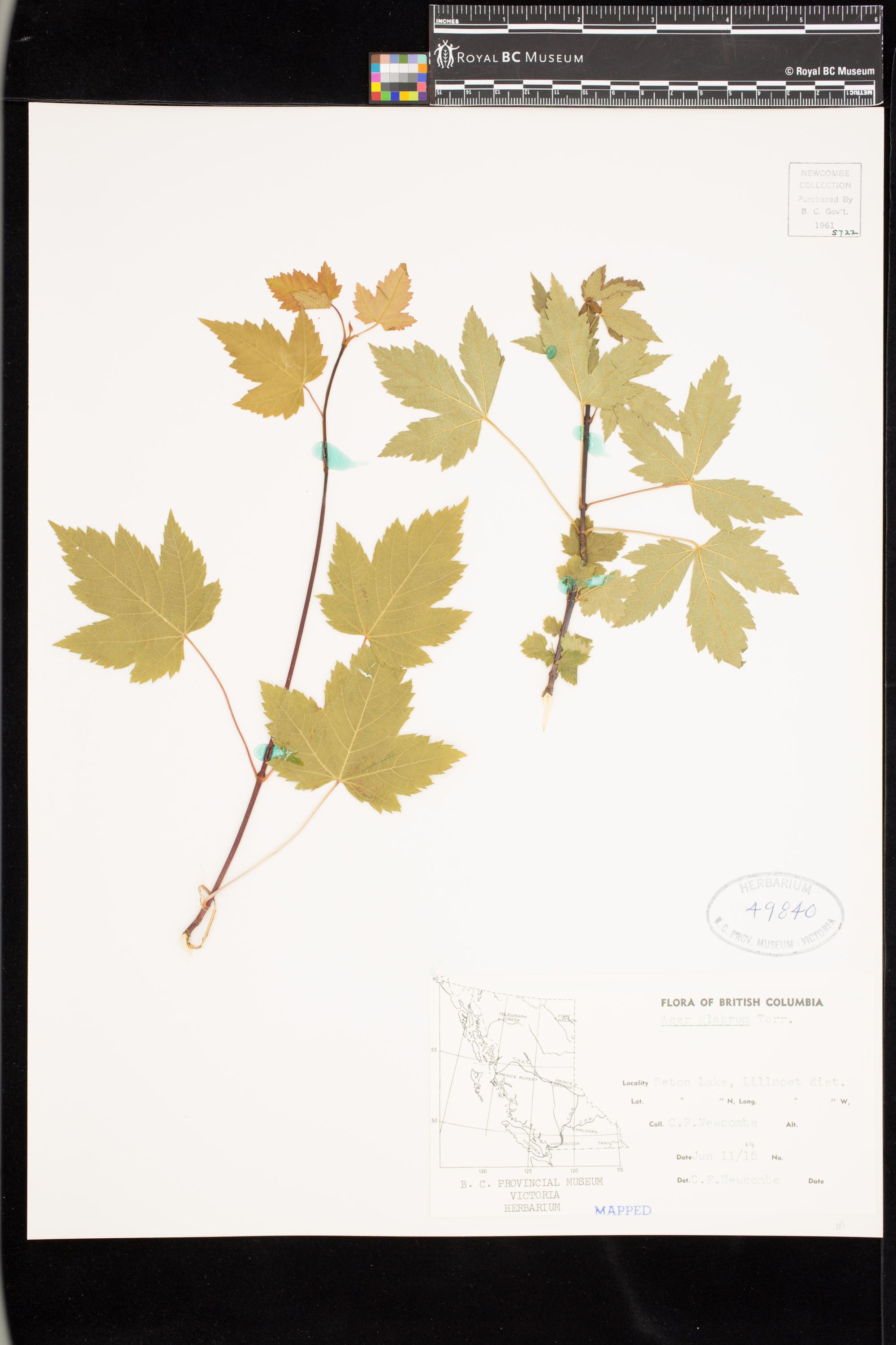 Image representing Acer glabrum.