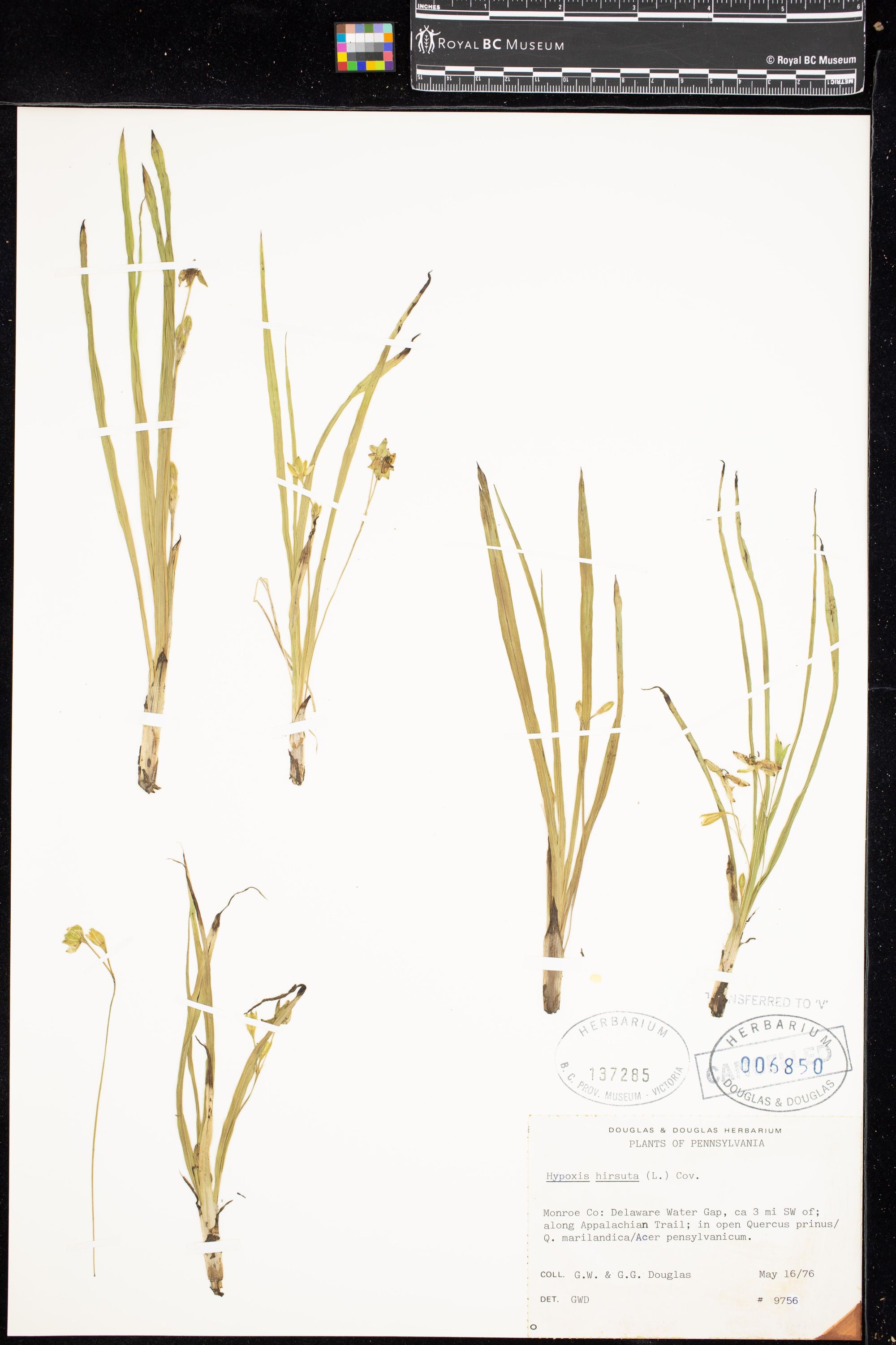 Image representing Hypoxis hirsuta.