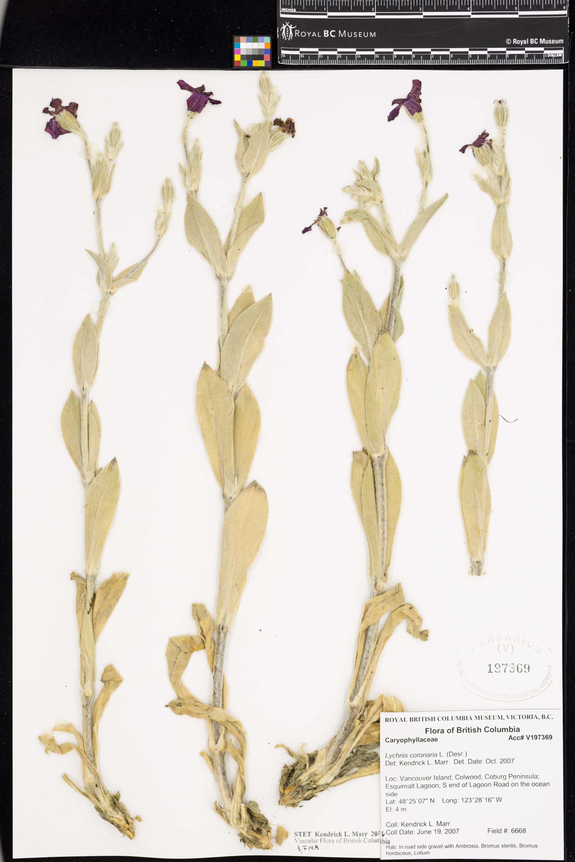 Image representing Lychnis coronaria.