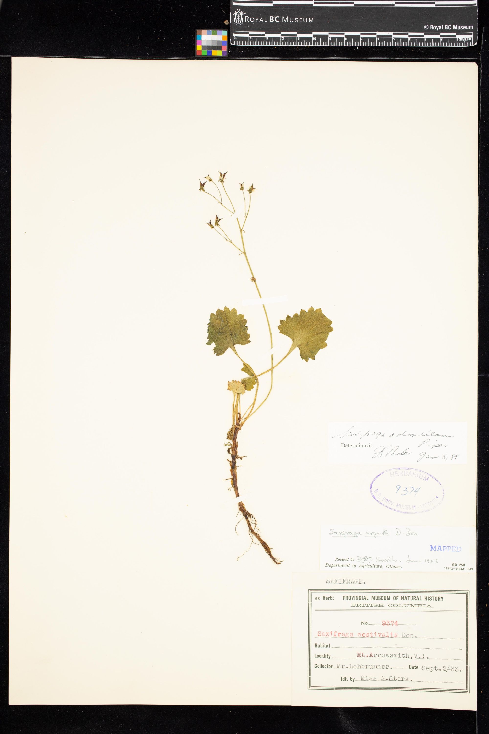 Image representing Saxifraga odontoloma.