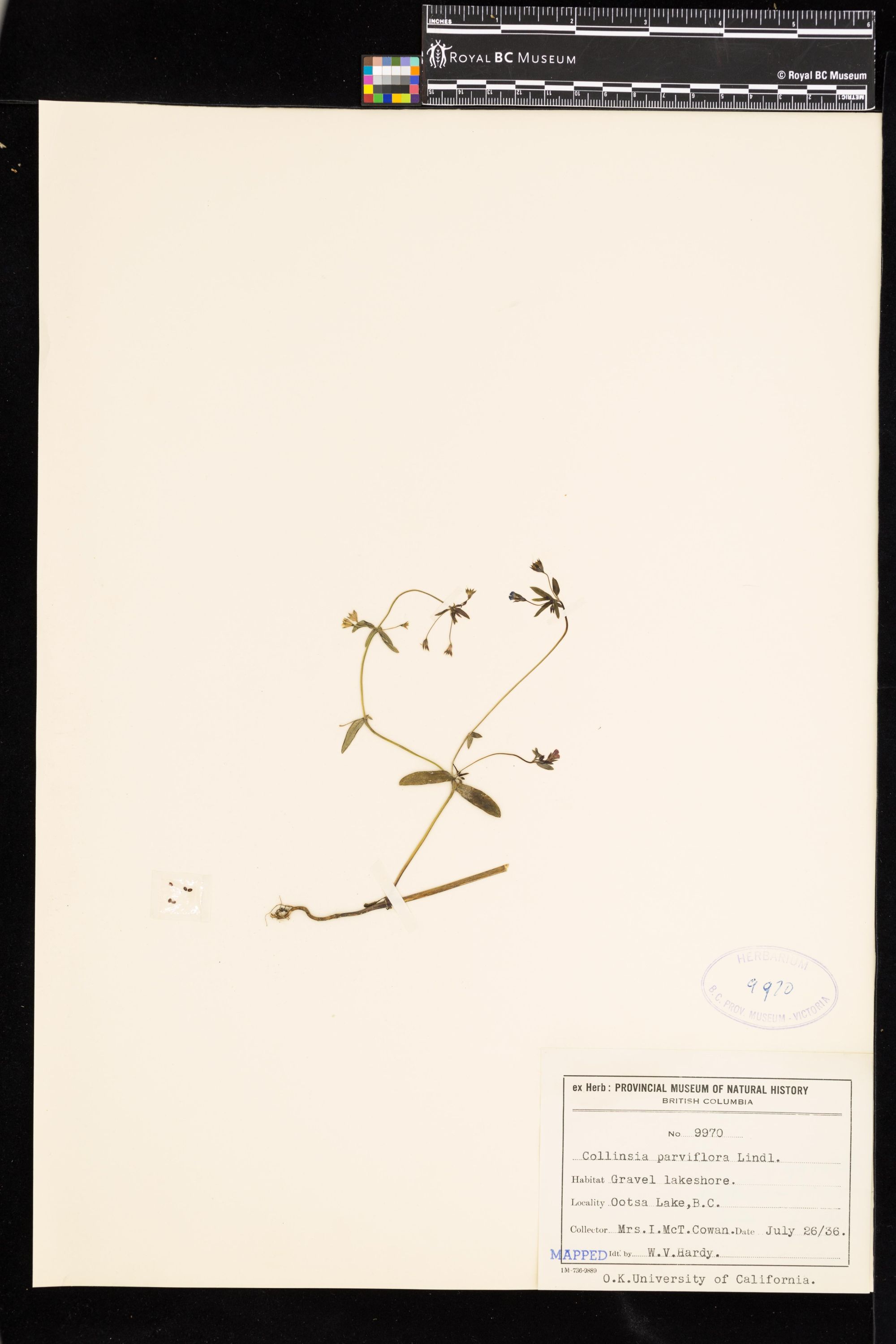 Image representing Collinsia parviflora.