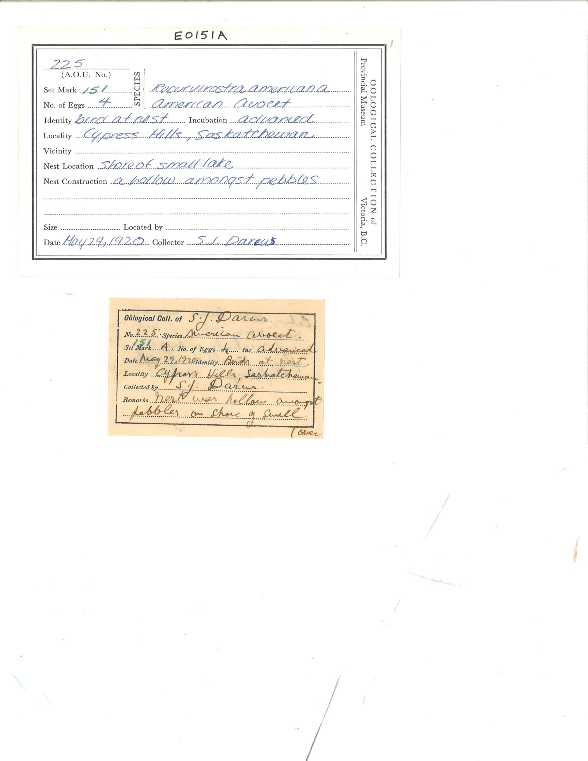 Image representing Recurvirostra americana.