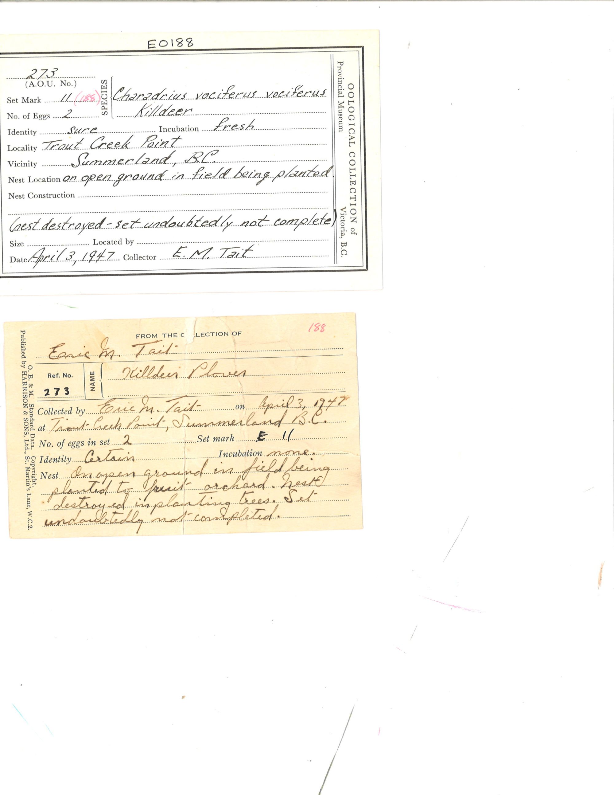 Image representing Charadrius vociferus.