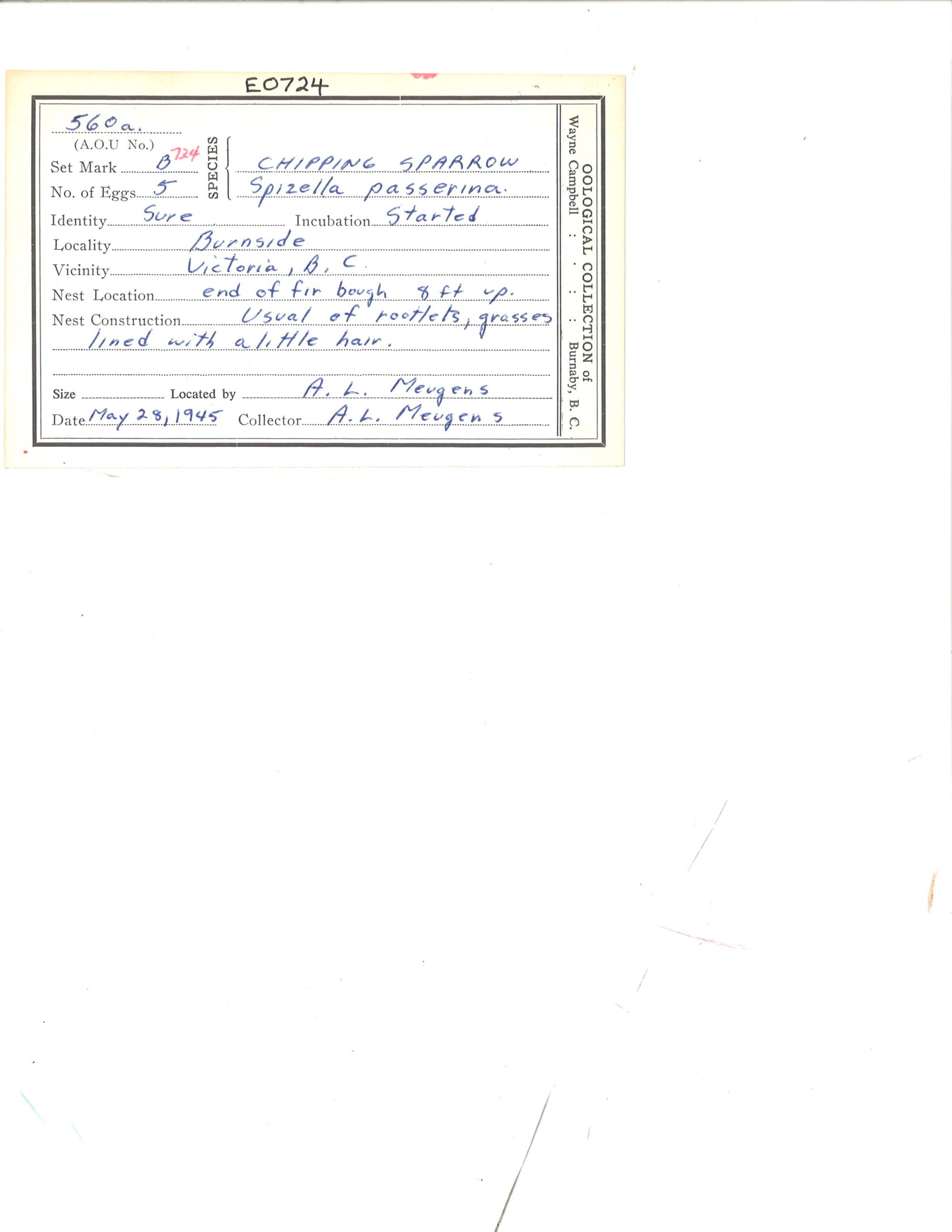 Image representing Spizella passerina.