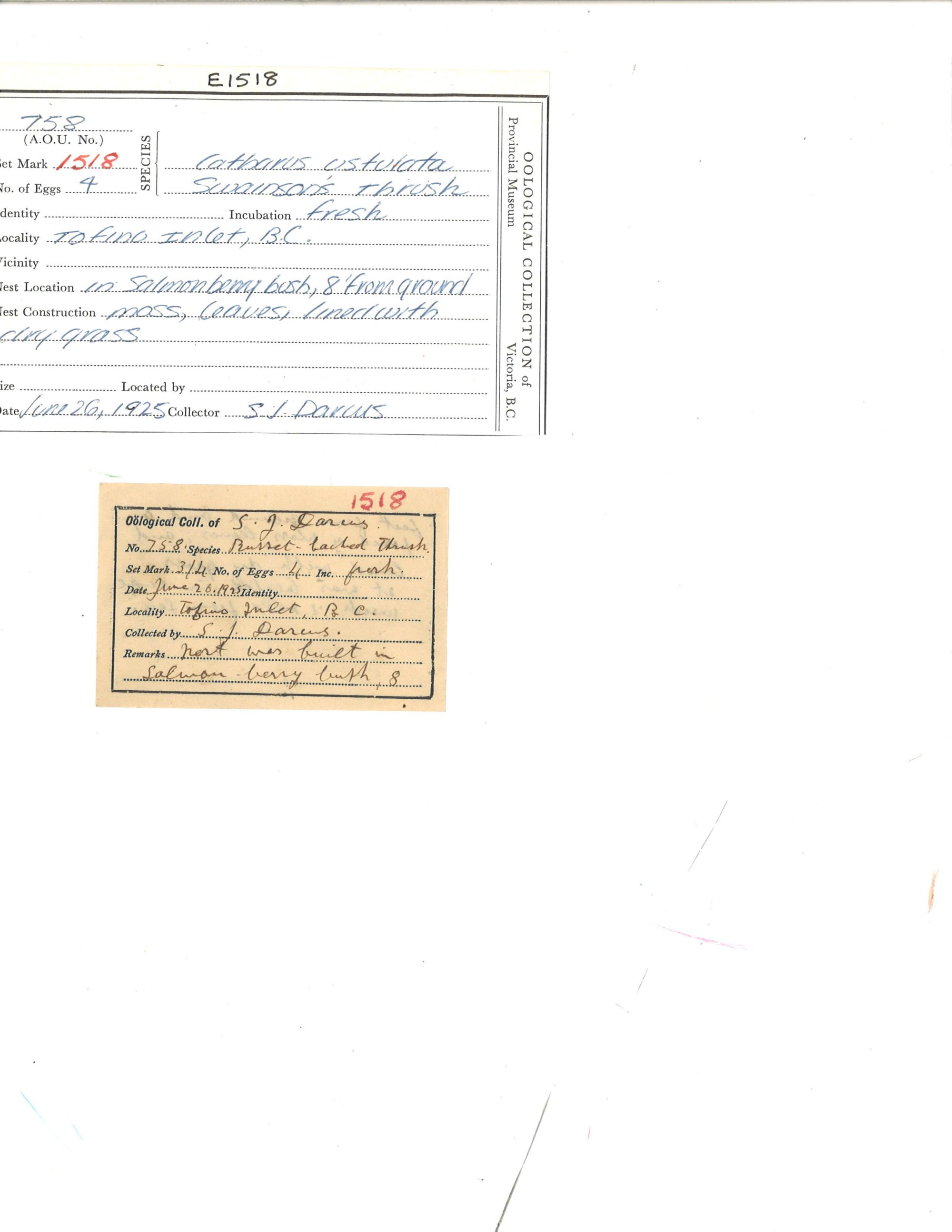 Image representing Catharus ustulatus.