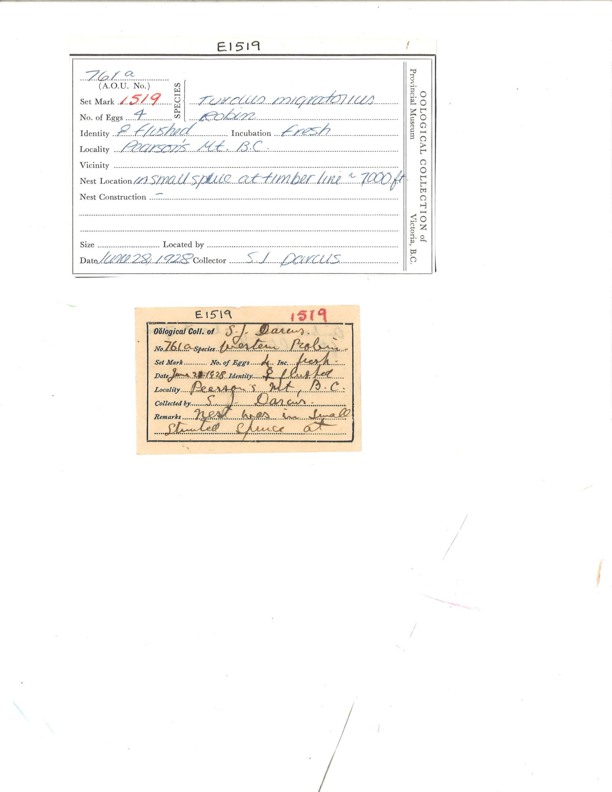 Image representing Turdus migratorius.