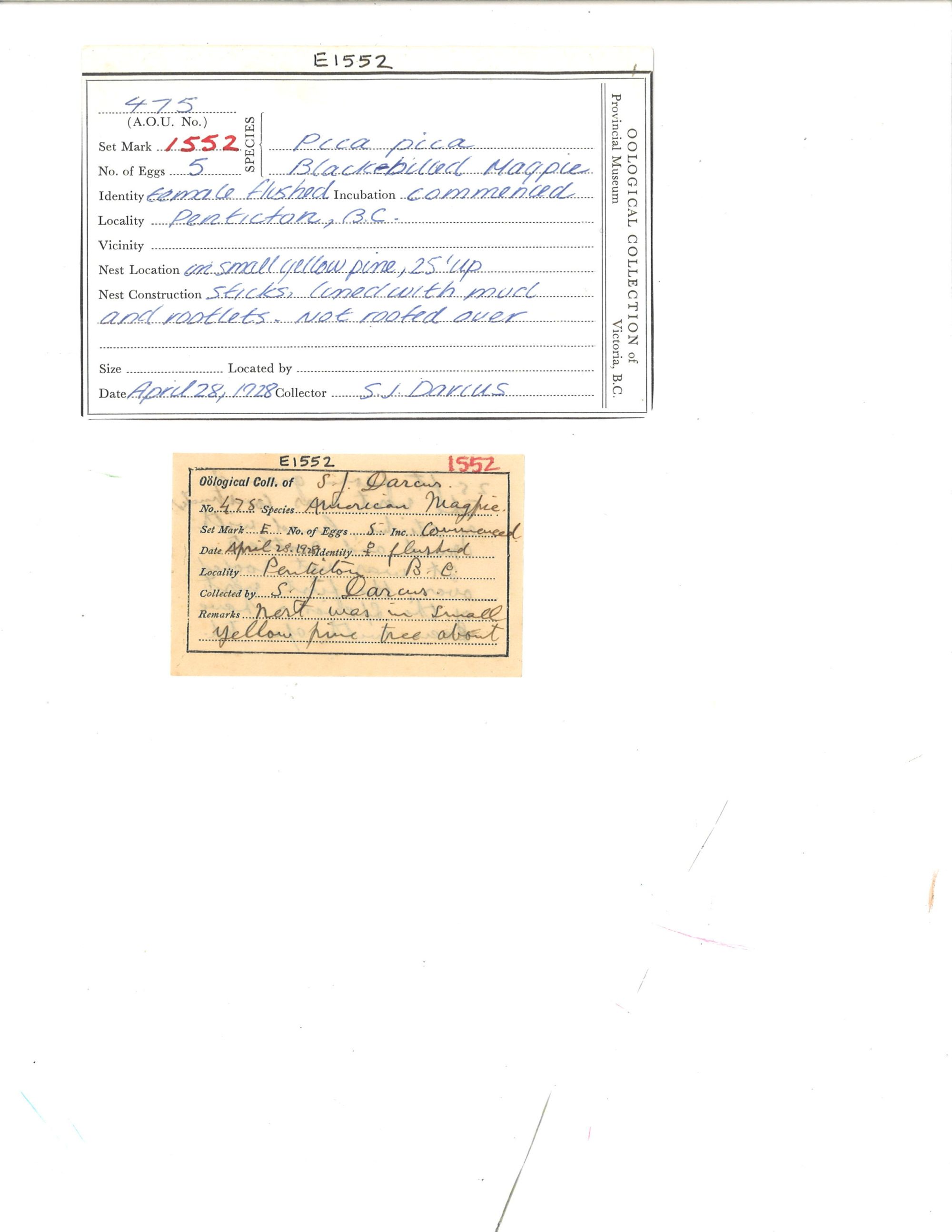 Image representing Pica hudsonia.