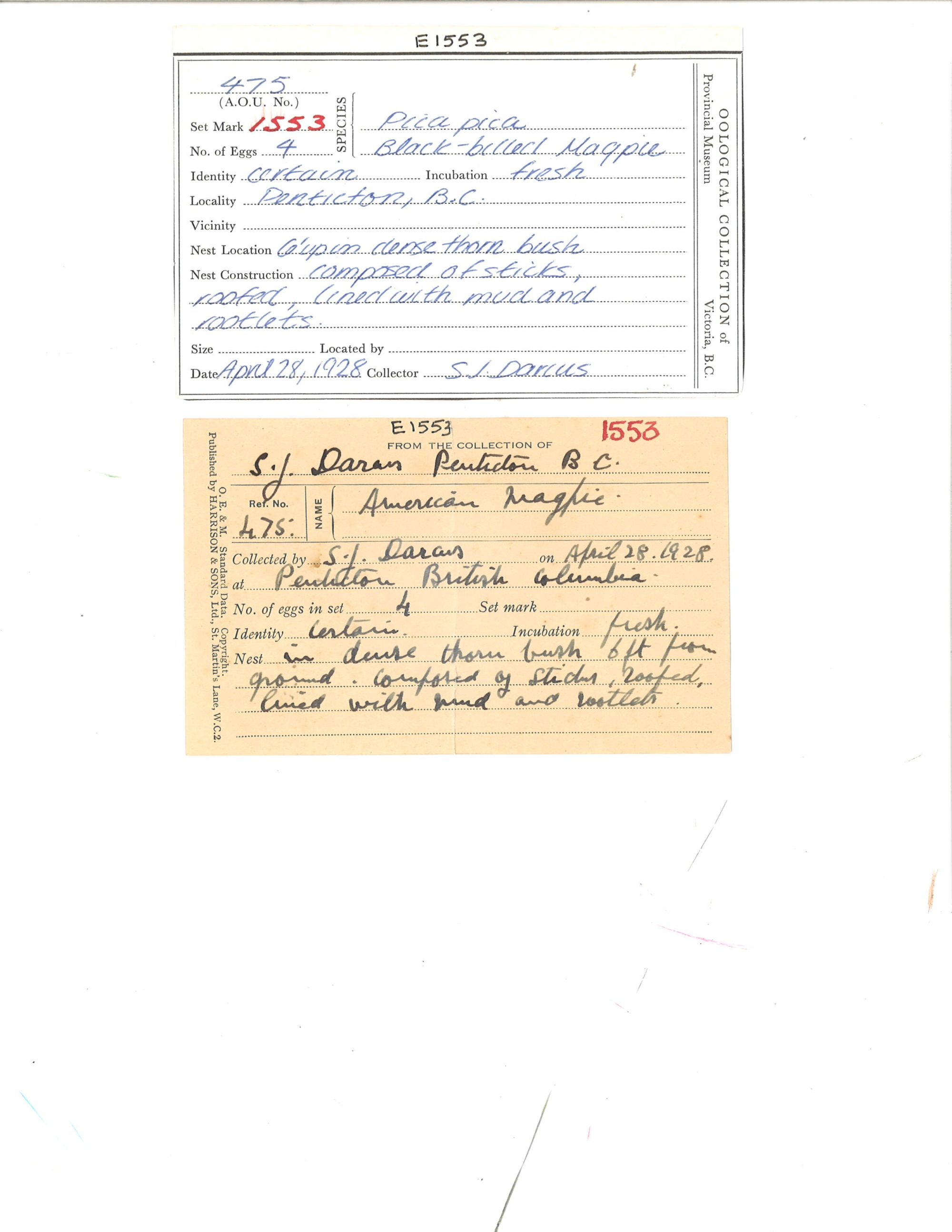 Image representing Pica hudsonia.