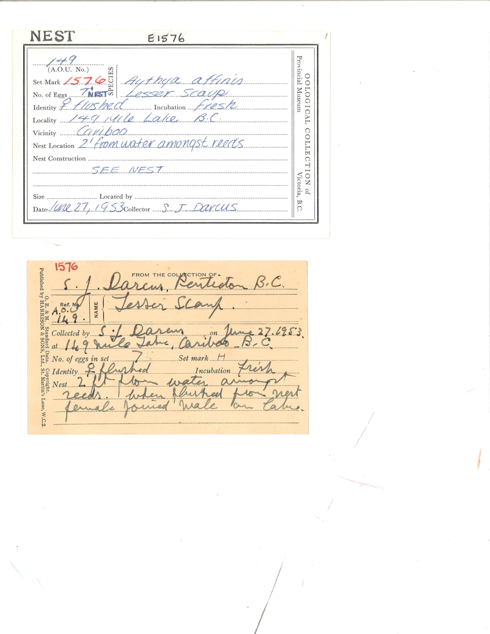 Image representing Aythya affinis.