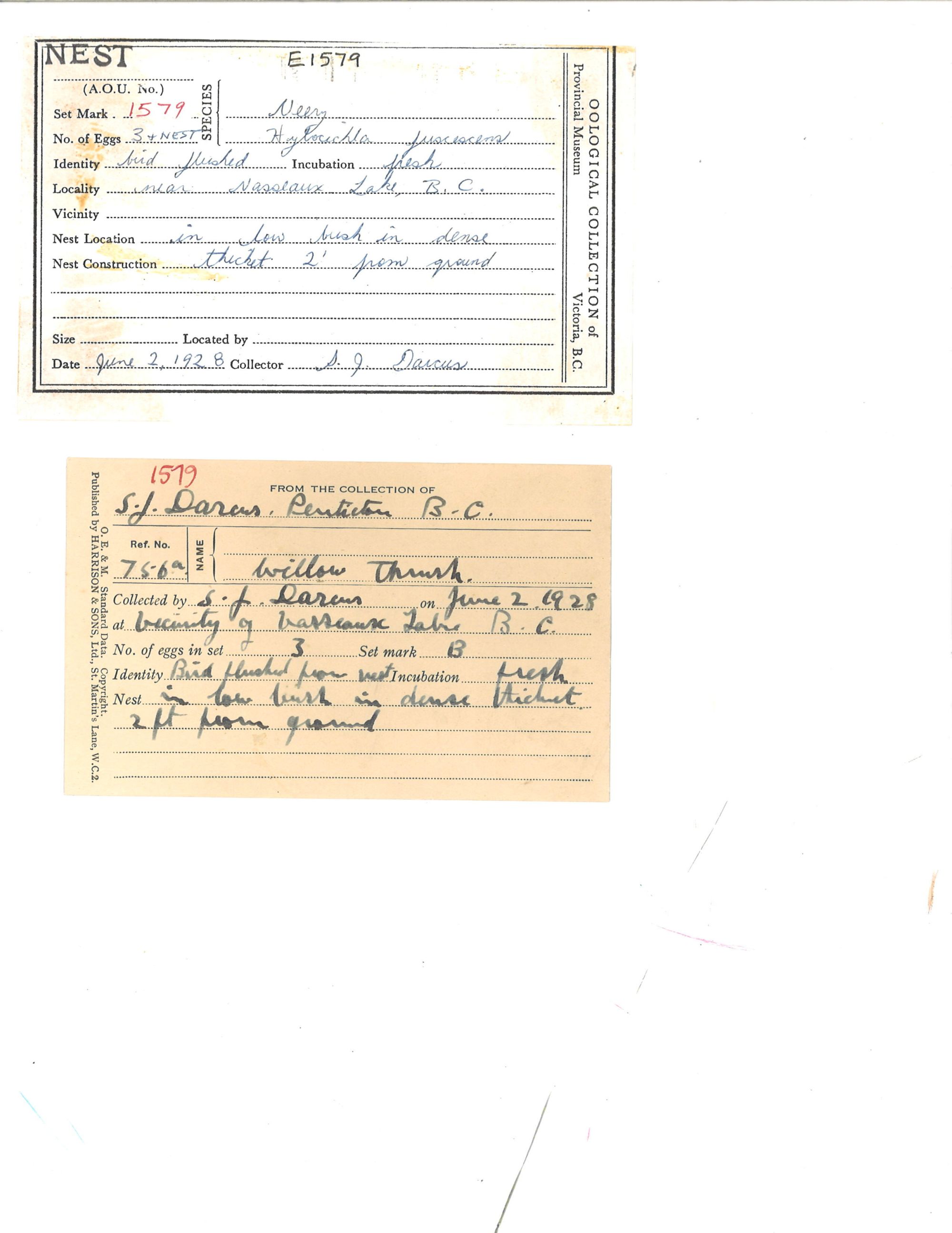 Image representing Catharus fuscescens.