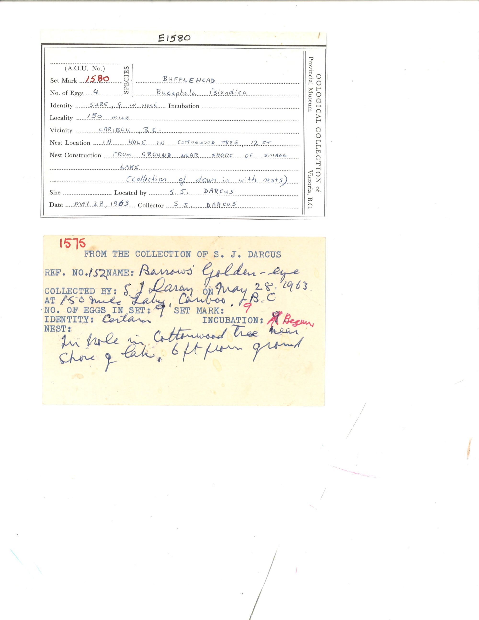 Image representing Bucephala albeola.