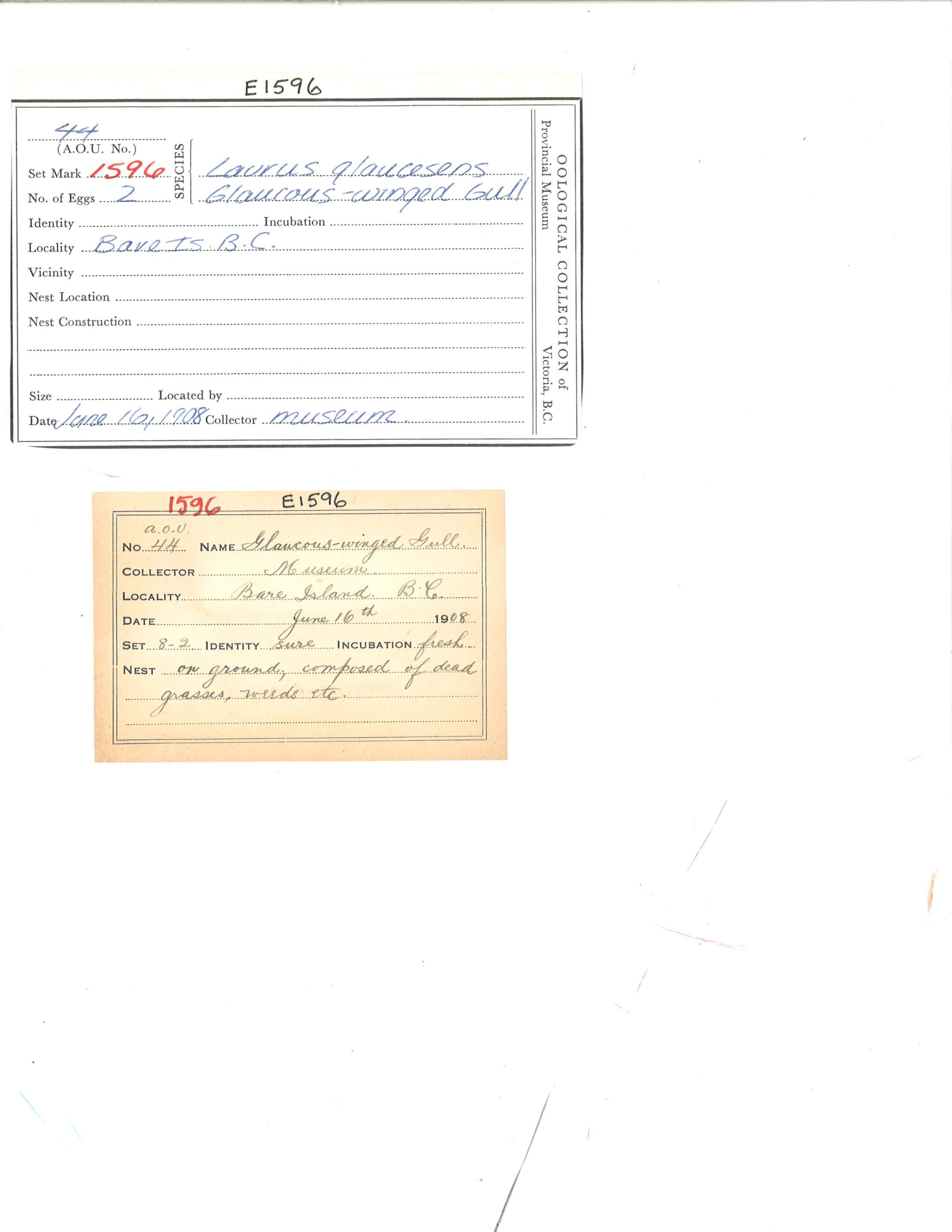 Image representing Larus glaucescens.