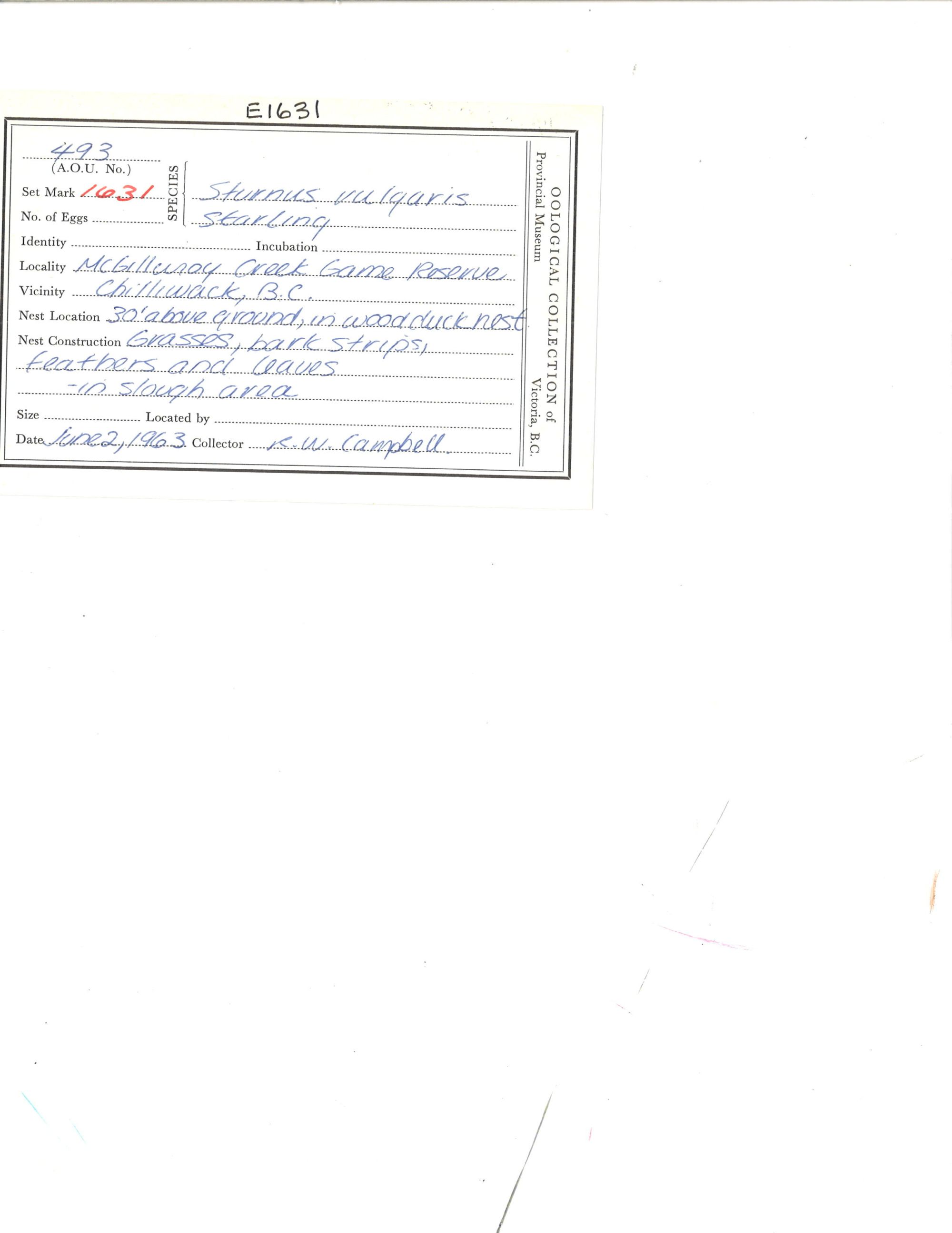 Image representing Sturnus vulgaris.