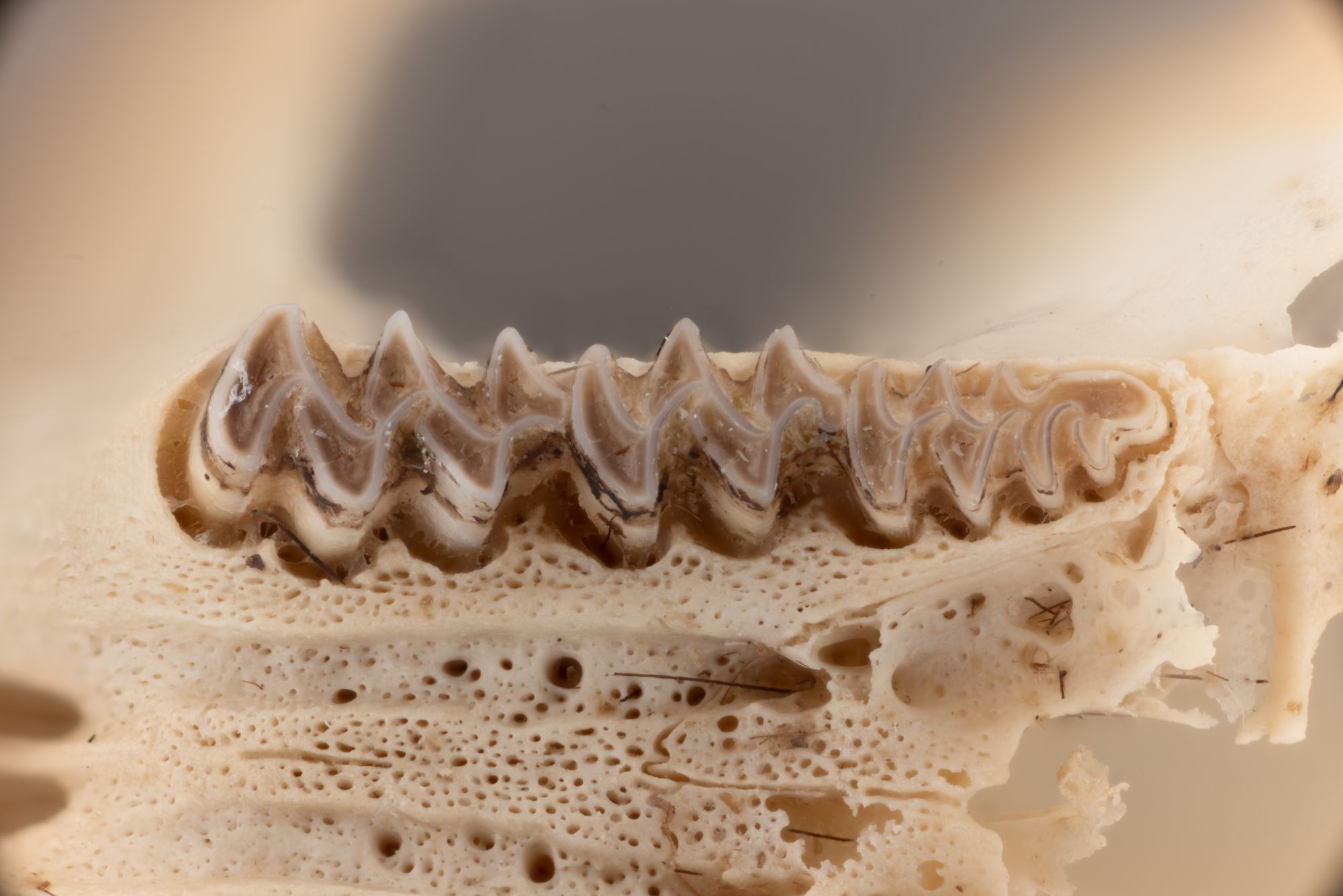 Image representing Microtus.