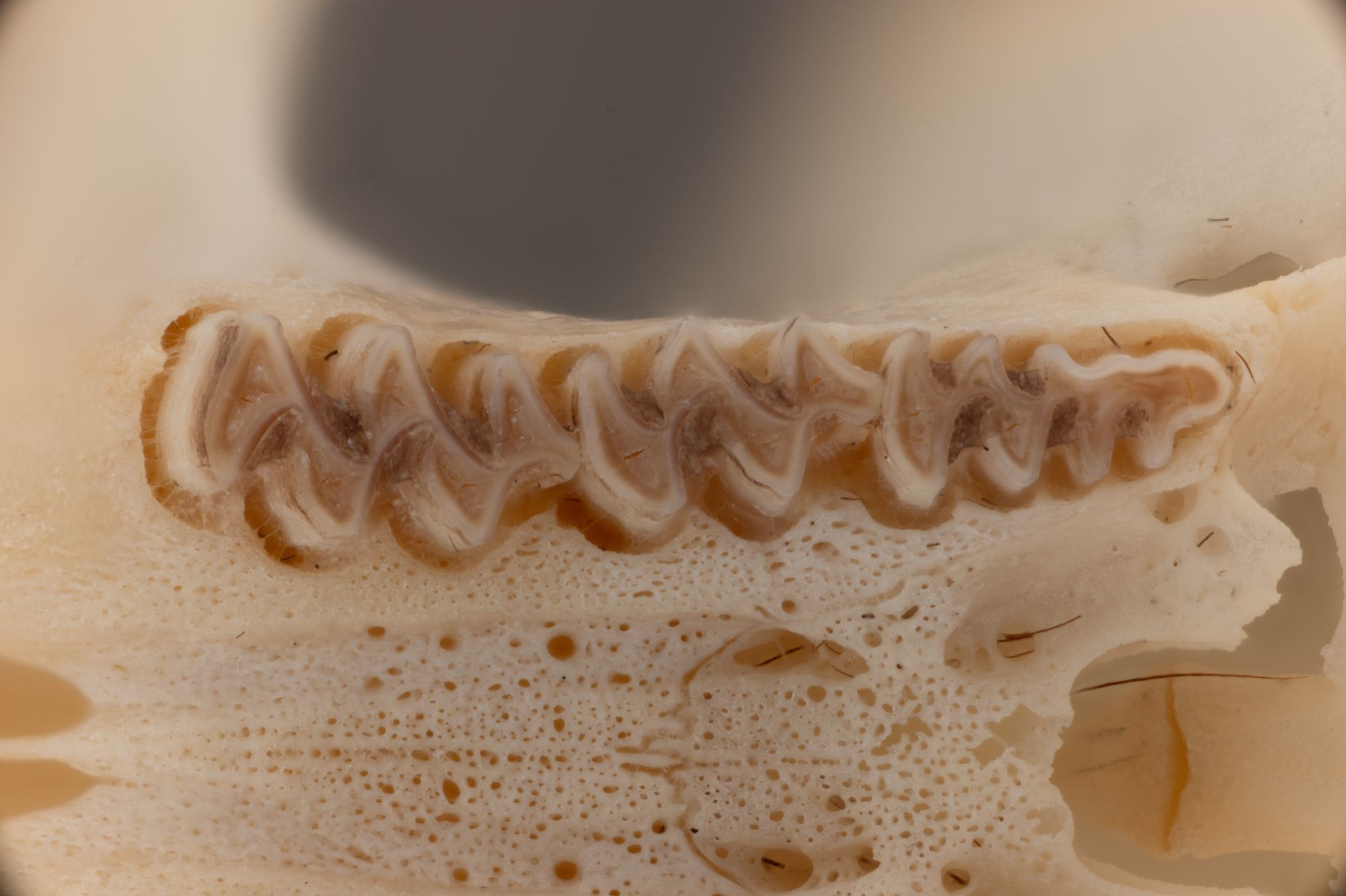 Image representing Microtus.