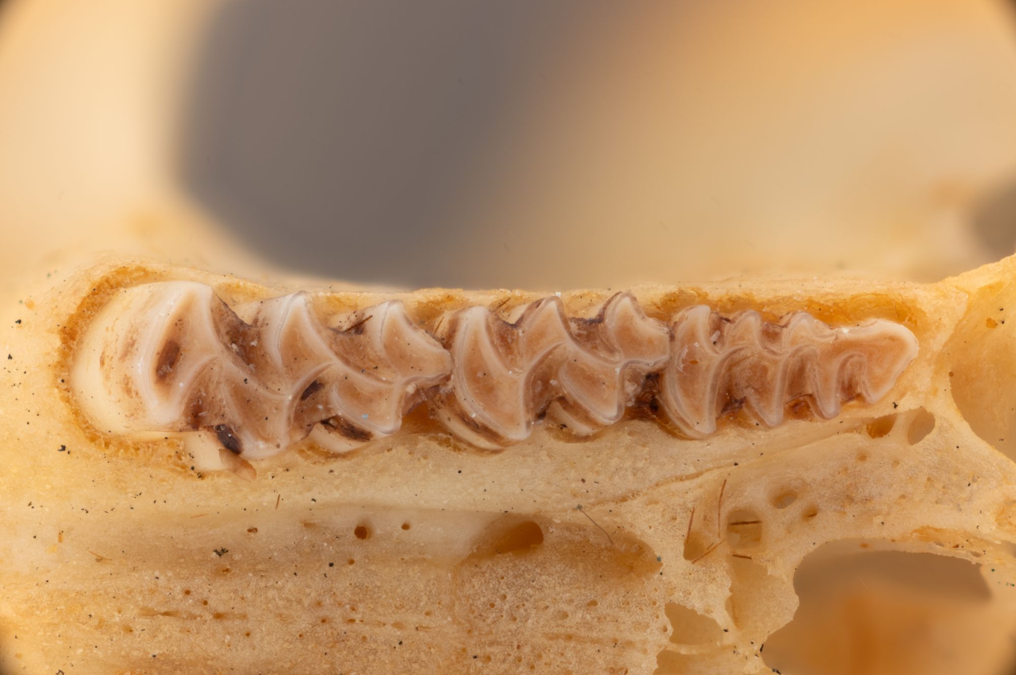 Image representing Microtus longicaudus.