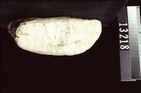 Image representing Moccasin.