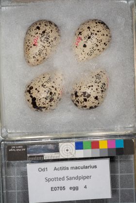 Image representing Actitis macularius.