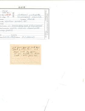 Image representing Catharus ustulatus.