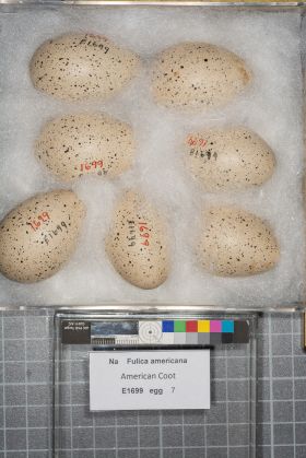 Image representing Fulica americana.