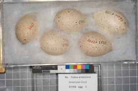 Image representing Fulica americana.