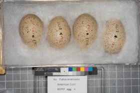 Image representing Fulica americana.