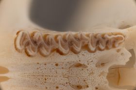 Image representing Microtus.