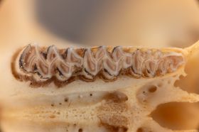 Image representing Microtus pennsylvanicus.