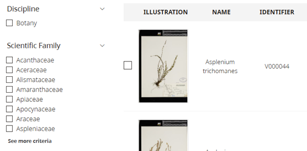 This example displays scientific family category